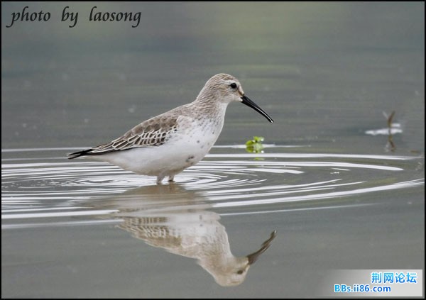 0145－0371 黑腹滨鹬2.jpg