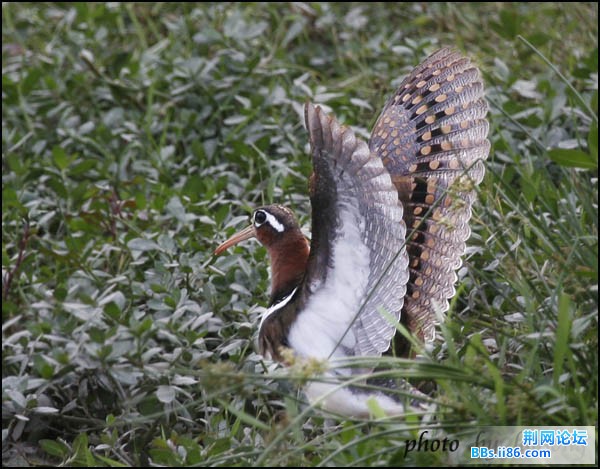 0146－0379 彩鹬.jpg