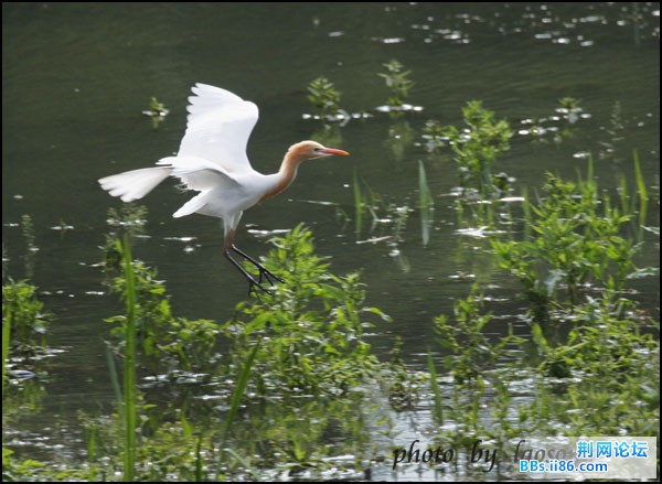 0185－0544 牛背鹭.jpg