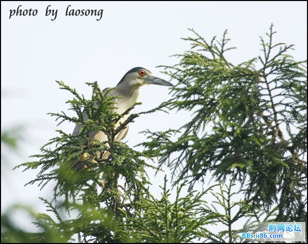 0188－0547 夜鹭.jpg