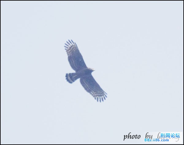 0176－0504 鹰雕3.jpg