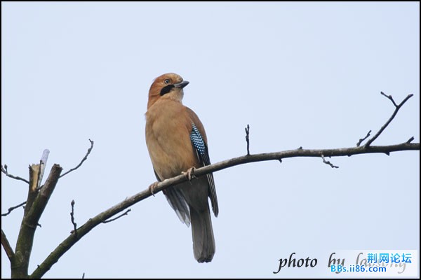 0198－0621 松鸦.jpg