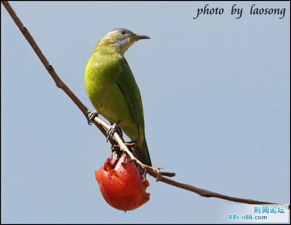 0190－0609 橙腹叶鹎.jpg