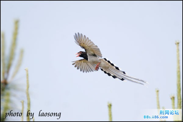 0199－0626 红嘴蓝鹊.jpg