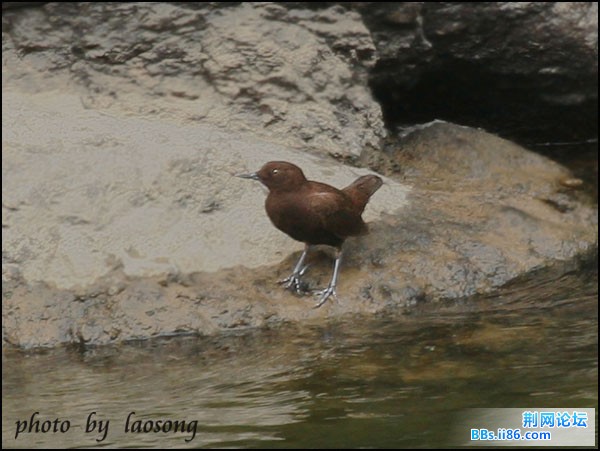 0210－0688 褐河乌.jpg