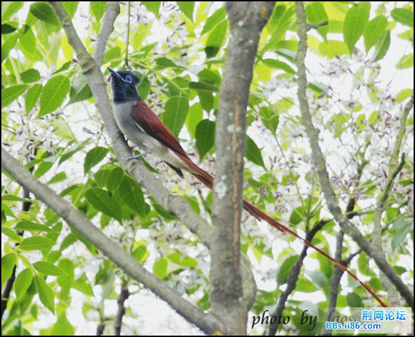 0209－0681 寿带.jpg