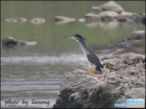 0187－0546 绿鹭.jpg