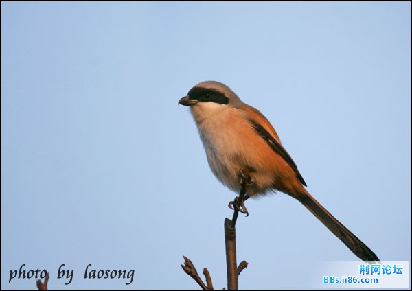 0197－ 0616 棕背伯劳.jpg