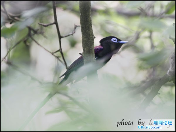 0208－0680 紫寿带.jpg