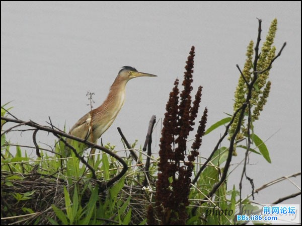 0189－0552 黄苇鳽.jpg