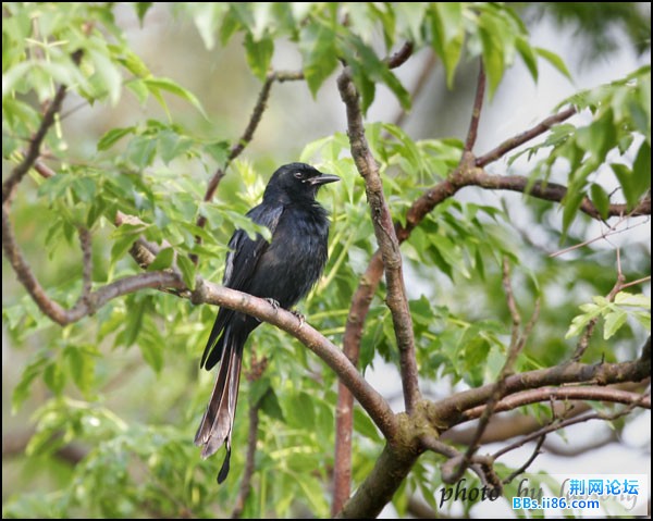 0205－0672  黑卷尾.jpg