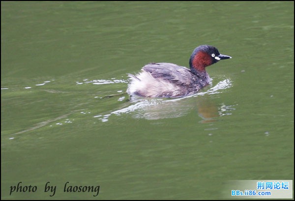 0179－0518 小鸊鷉.jpg