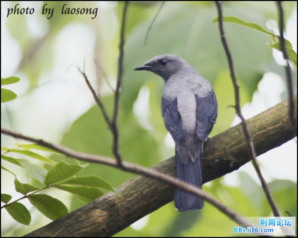 0202－0660 暗灰鹃鵙.jpg