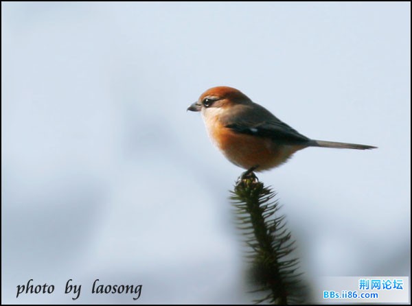 0192－0611 牛头伯劳.jpg