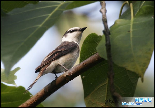 0203－0662 小灰山椒鸟.jpg