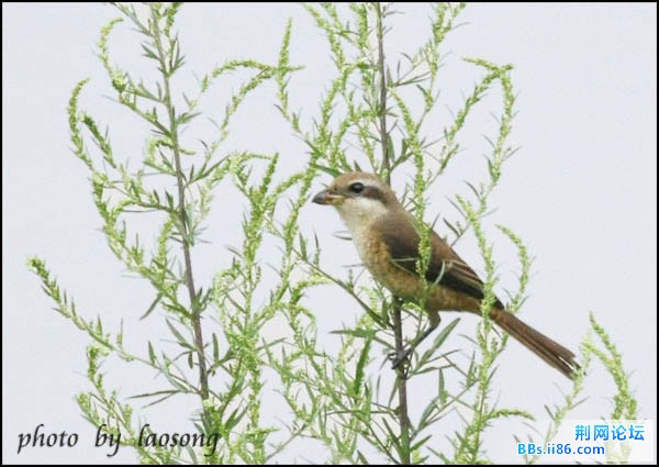 0195－0614 红尾伯劳 东北亚种3.jpg