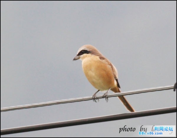 0196－0614 红尾伯劳 东北亚种4.jpg