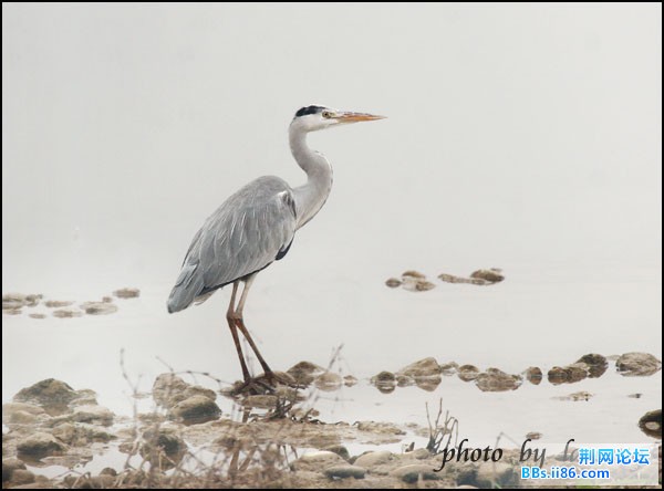 0181－0539 苍鹭.jpg