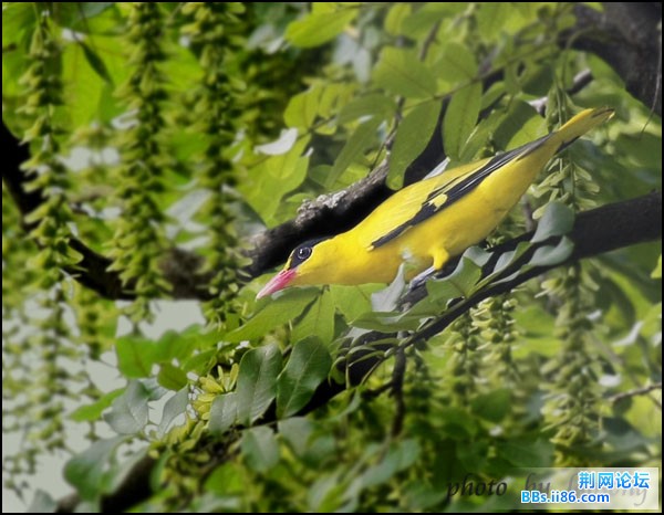 0201－0654 黑枕黄鹂.jpg