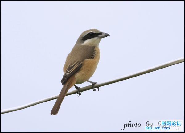 0193－0614 红尾伯劳 东北亚种.jpg