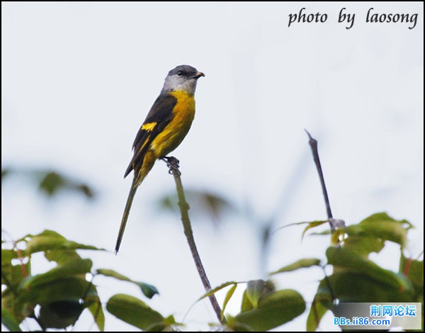 0204－0664 灰喉山椒鸟.jpg