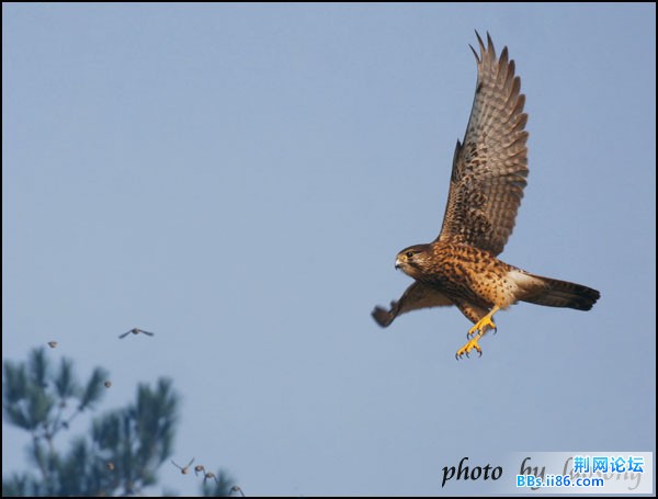 0177－0508 红隼.jpg