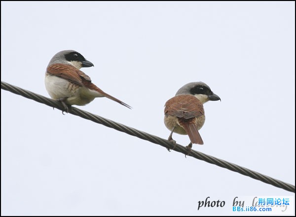 0191－0610 虎纹伯劳.jpg