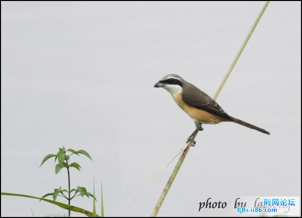 0194－0614 红尾伯劳 东北亚种2.jpg