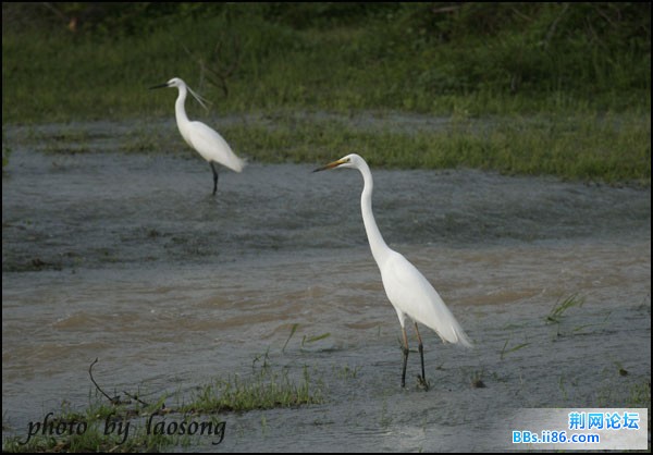 0183－0542 大白鹭.jpg