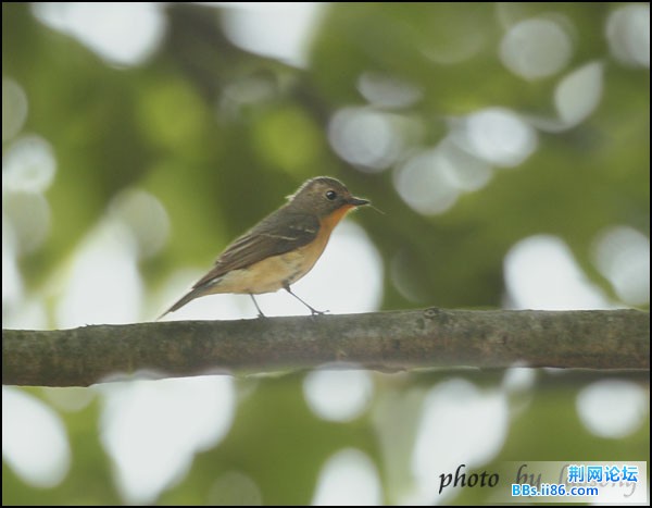 0224－0735 鸲[姬]鹟.jpg