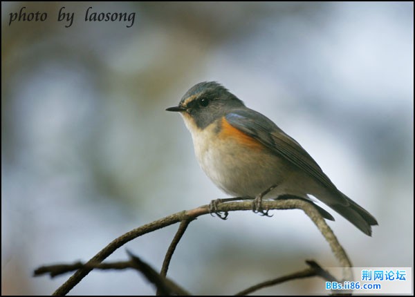 0227－0773 红胁蓝尾鸲.jpg