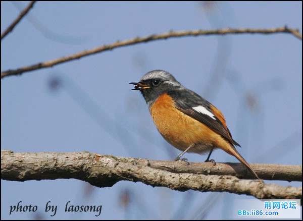 0229－0787 北红尾鸲.jpg