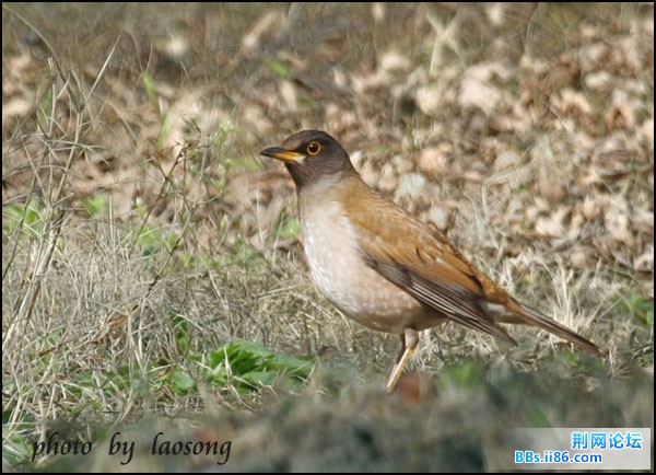 0217－0714 白腹鸫.jpg