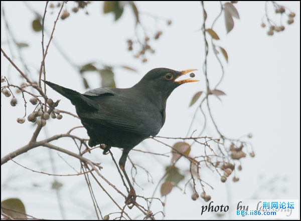 0215－0707 乌鸫.jpg