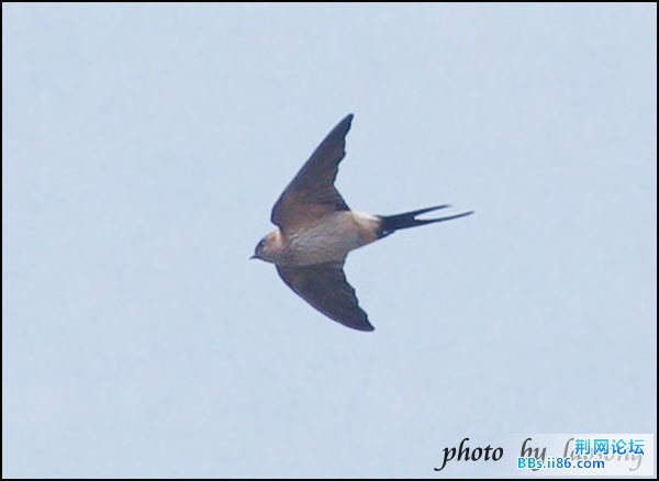 0247-0884 金腰燕.jpg