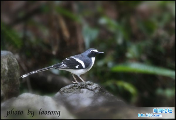 0231－0798 灰背燕尾.jpg