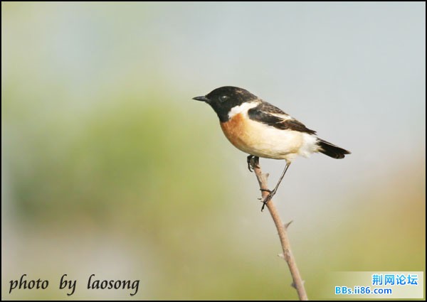 0233－0804 黑喉石鵖.jpg