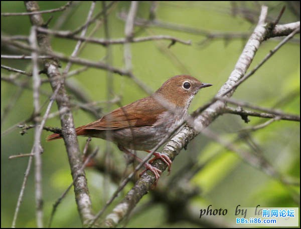 0226－0763 红尾歌鸲.jpg