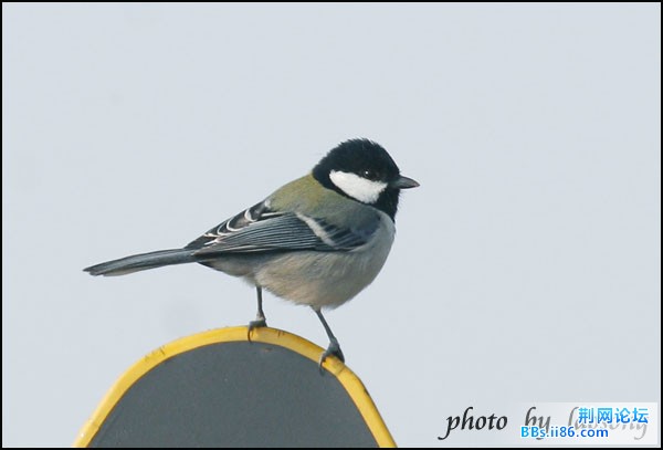 0240－0862 大山雀.jpg