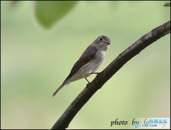 0221－ 0730 北灰鹟.jpg