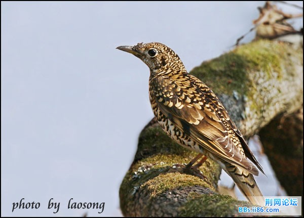 0213－0700 虎斑地鸫.jpg