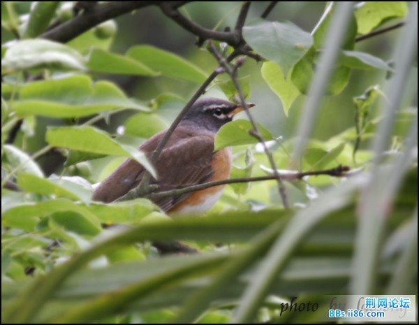 0216－0712 白眉鸫.jpg