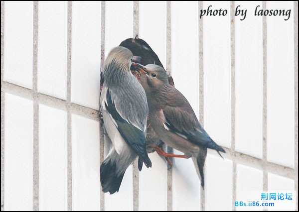 0234－0815 丝光椋鸟.jpg