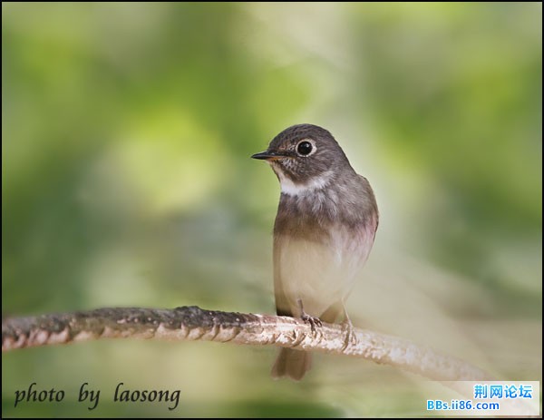 0220－0729 乌鹟.jpg