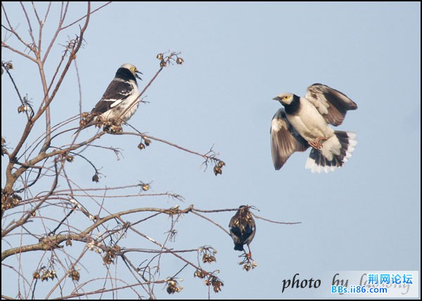 0237－0823 黑领椋鸟.jpg