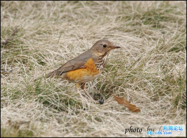 0214－0702 灰背鸫.jpg