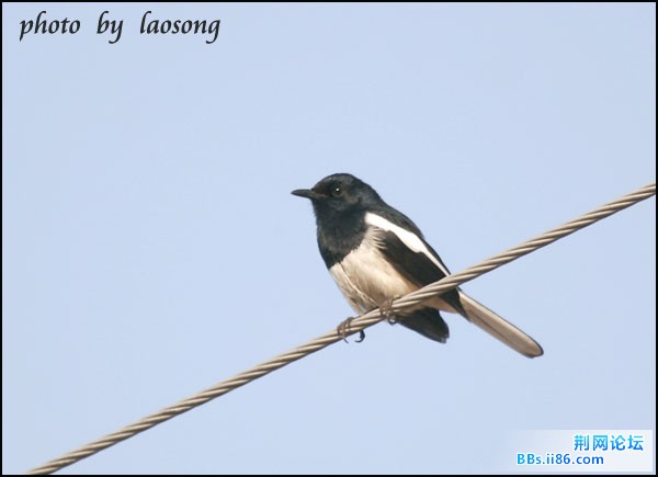 0228－0778 鹊鸲.jpg