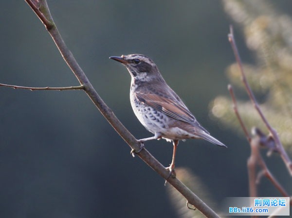 0218－0717 斑鸫.jpg