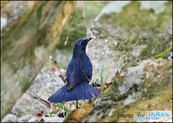 0212－0694 紫啸鸫.jpg