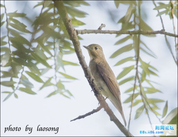 0225－0745 白腹[姬]鹟.jpg